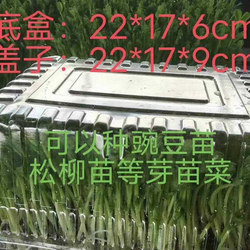 透明种植盒22*17*6+9(底+盖)带盖带漏水孔芽苗菜一次性种植盒