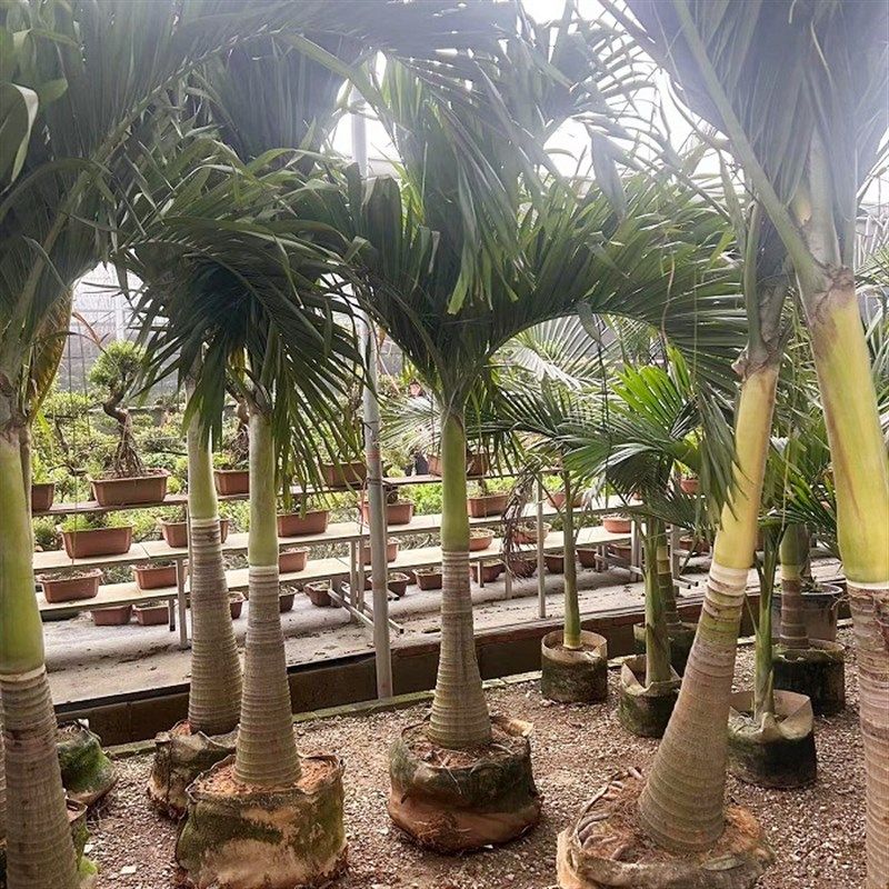 圣诞椰子树庭院大型绿植耐热带雨淋大植物室外造景棕榈好养易活树