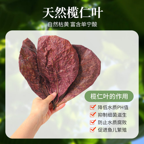 鱼缸榄仁叶乌龟橄榄叶水族斗鱼懒人叶降酸调节水质Ph值养龟龙眼叶