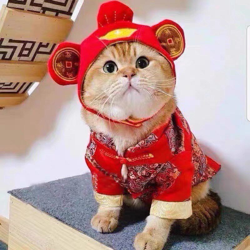 猫咪帽子新年红色财神头套宠物小狗狗拜年变装帽布偶金银渐层蓝白