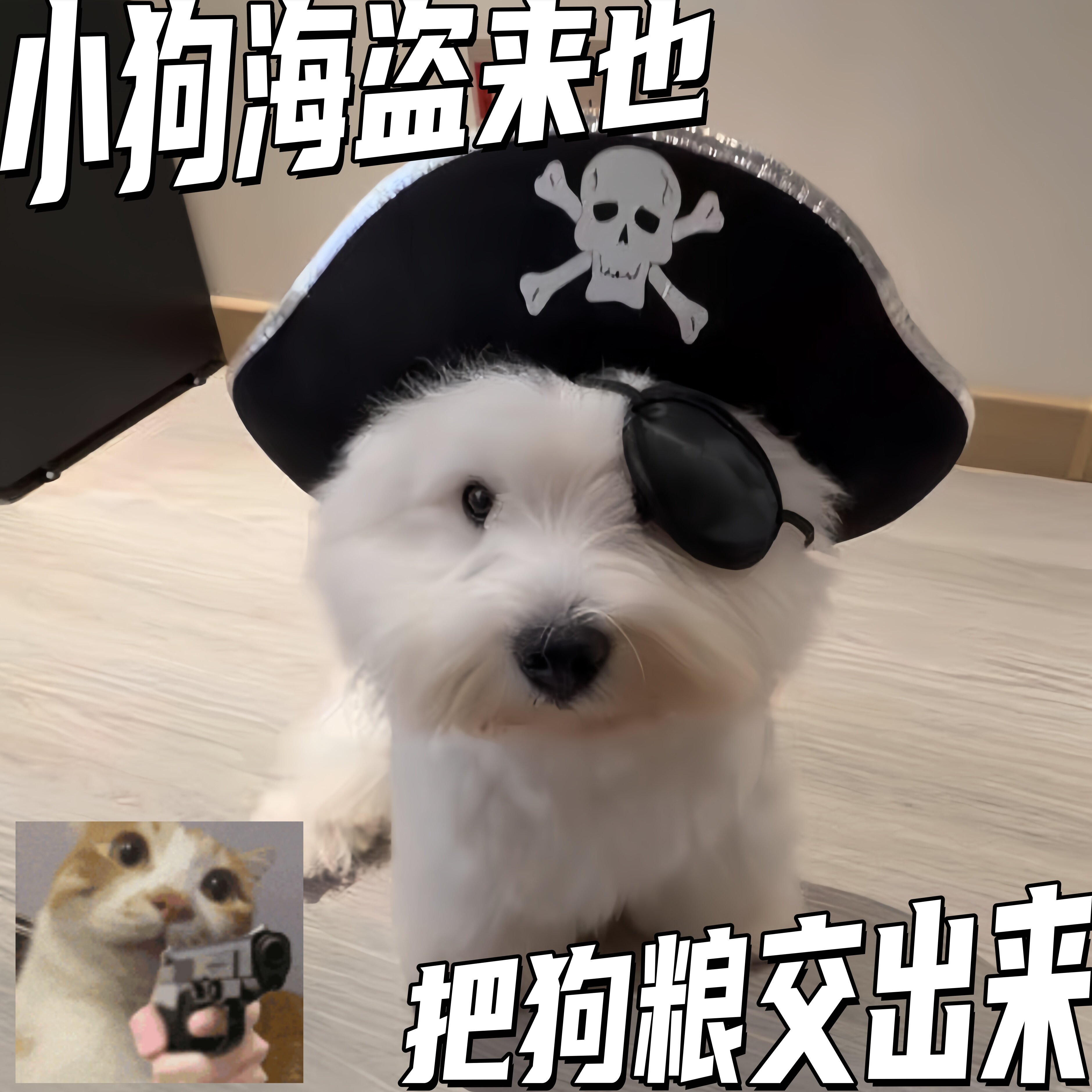 【小狗海盗来也】宠物海盗帽