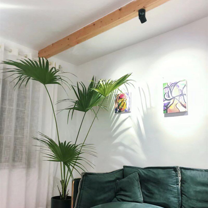 蒲葵盆栽大叶葵伞大型家居走廊庭院绿植净化空气除甲醛真植物大型