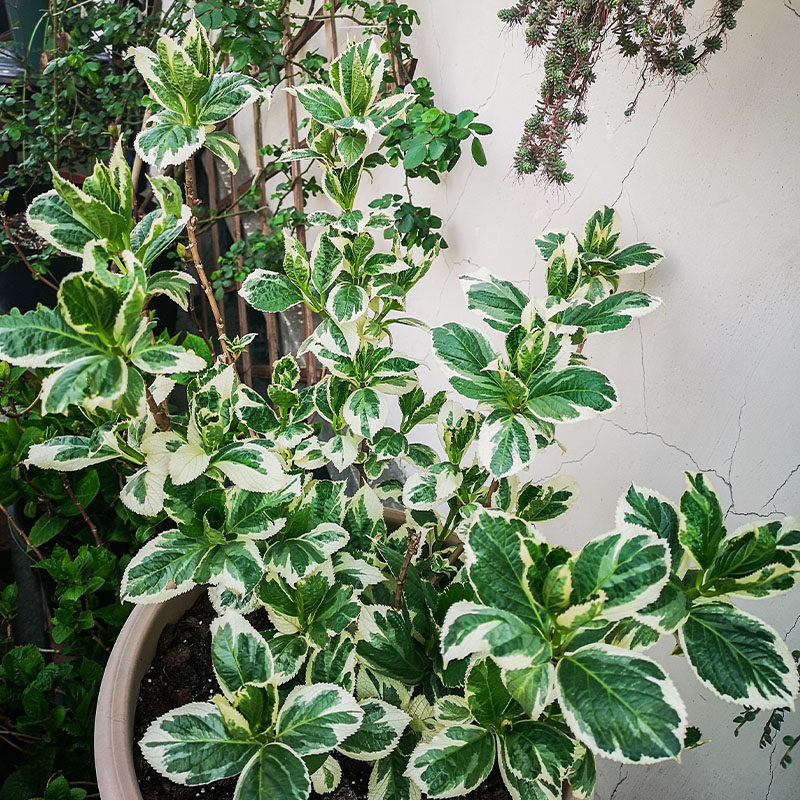 海蒂的花园银边绣球花叶大花绣球花坛庭院露台阳台花卉植物盆栽苗