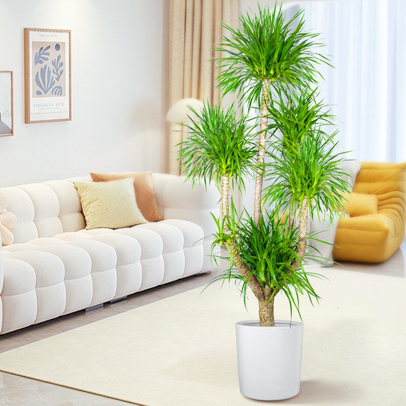龙血树客厅绿植多头龙须树龙铁树客厅旺宅绿植大型龙血树树苗盆栽