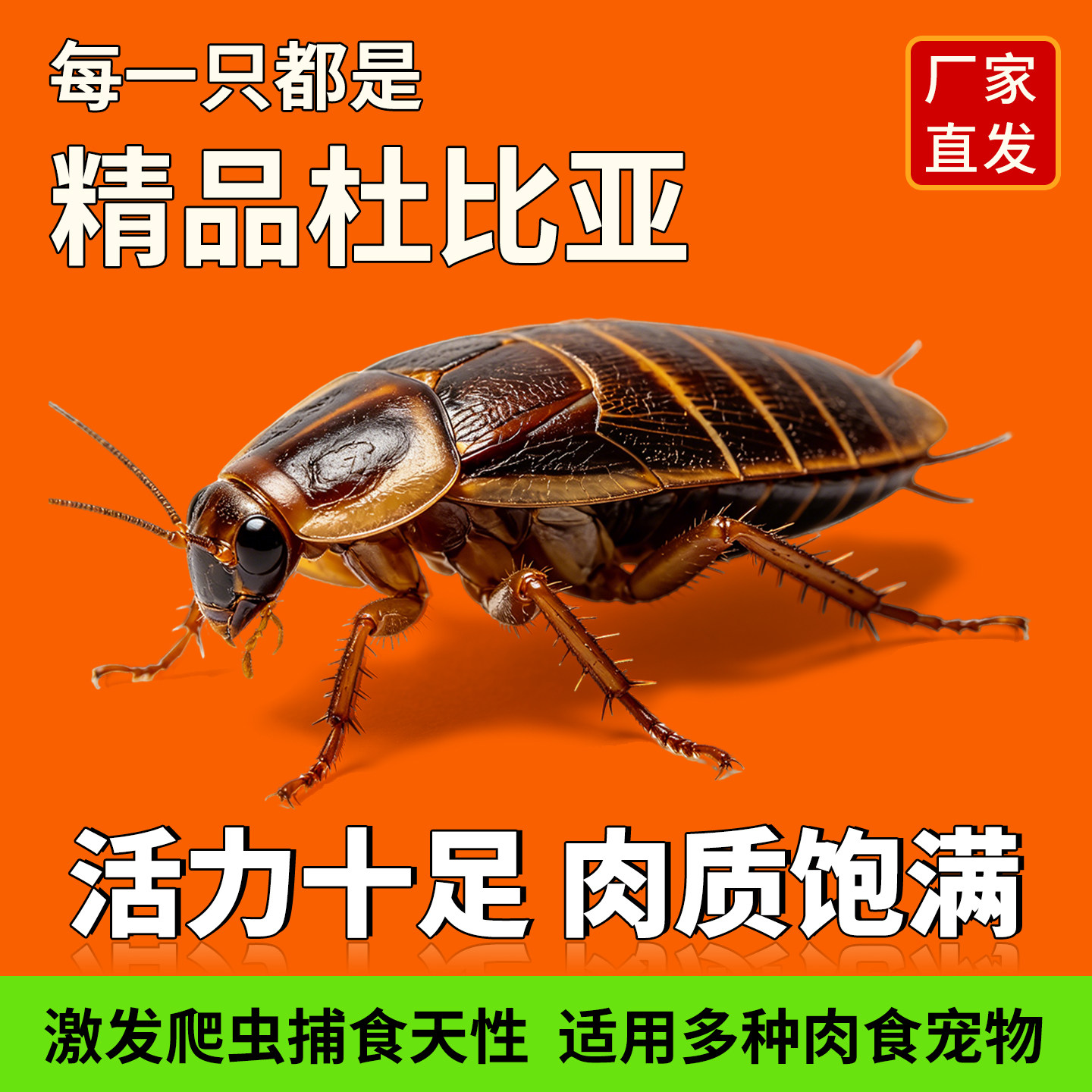 杜比亚活体蟑螂饲料一斤装 高钙特色爬宠/鸣虫