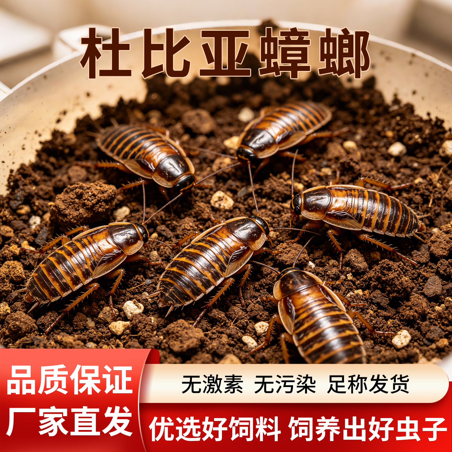 养殖杜比亚成虫鲜活繁殖体质佳