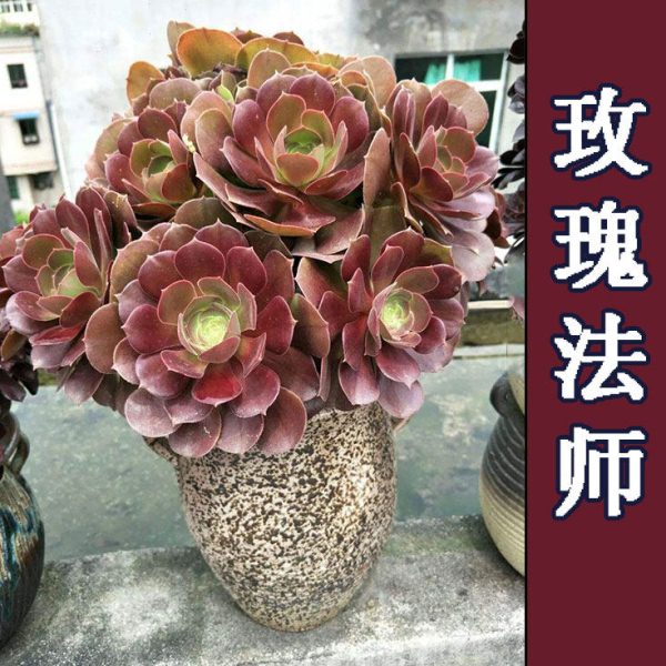 黑法师系列韶羞法师多肉植物老桩多肉植物