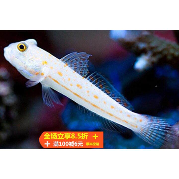 钻石哨兵金吓唬金头白黄虾虎四驱车贝TOU拉清金剪刀虾缸虎翻砂理