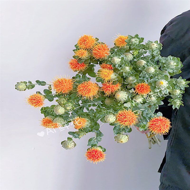 夏季特有小众花材橙色菠萝菊鲜花家居插花水养云南直发花期长送花