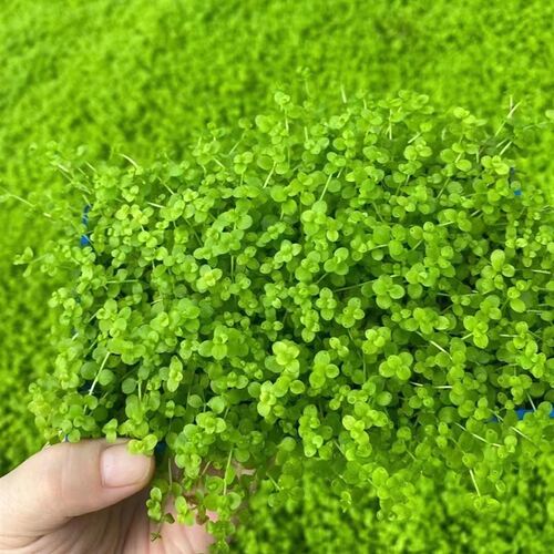 爬地矮珍珠8*15cm盒装水草缸鱼缸草缸造景水培增氧淡水草前景植物