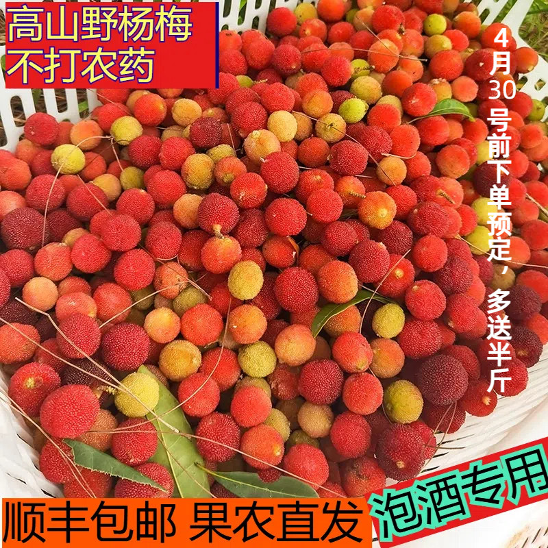 顺丰包邮漳州深山青红杨梅泡酒专用野山杨梅漳州现摘现发野杨梅