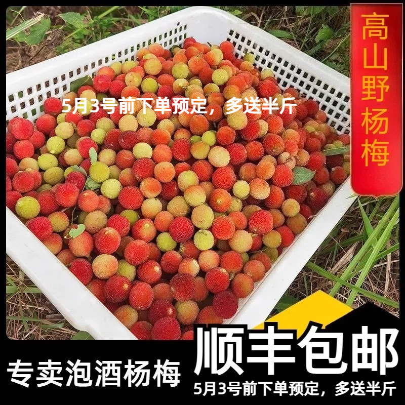 鲜果山杨梅泡酒专用新鲜漳州青红小杨梅现摘当季水果孕妇开胃水果