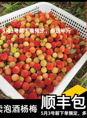 鲜果山杨梅泡酒专用新鲜漳州青红小杨梅现摘当季水果孕妇开胃水果