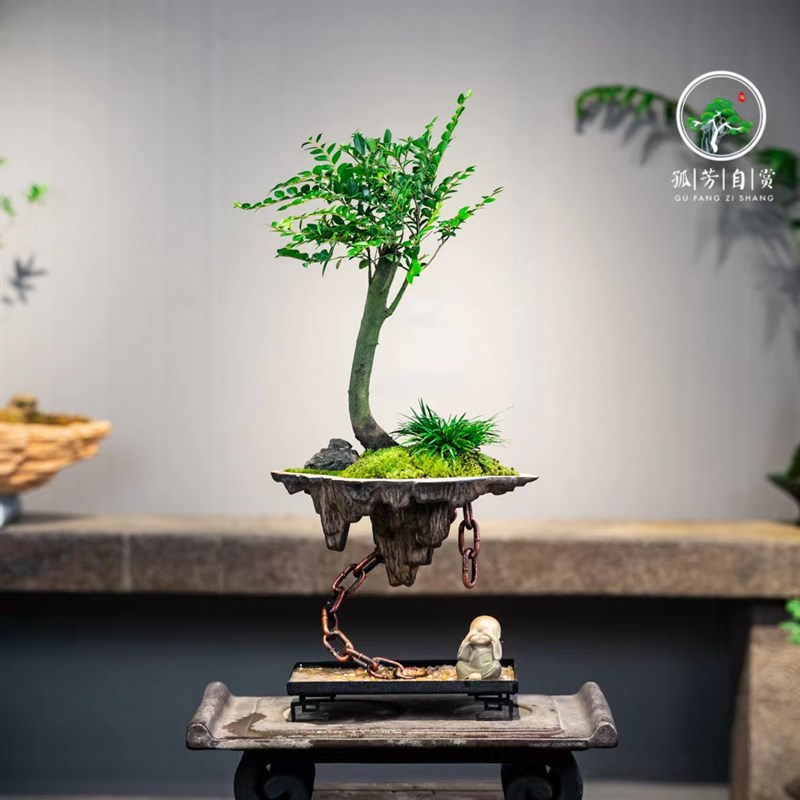 铁艺悬浮天空之城小叶紫檀创意植物盆栽禅意室内景观微家居盆景树