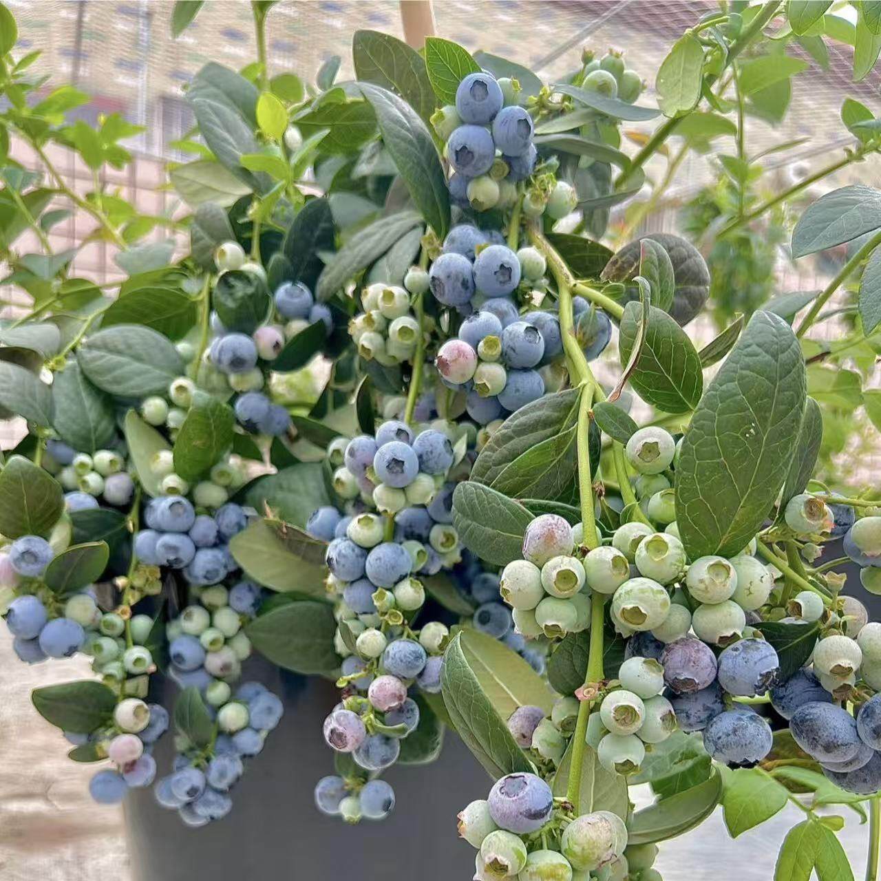 花香蓝莓 L25果苗盆栽蓝梅苗特大号带果室内阳台地栽