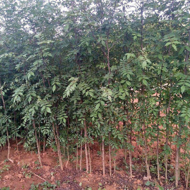 大红袍花椒树苗当年结果盆栽地栽图片