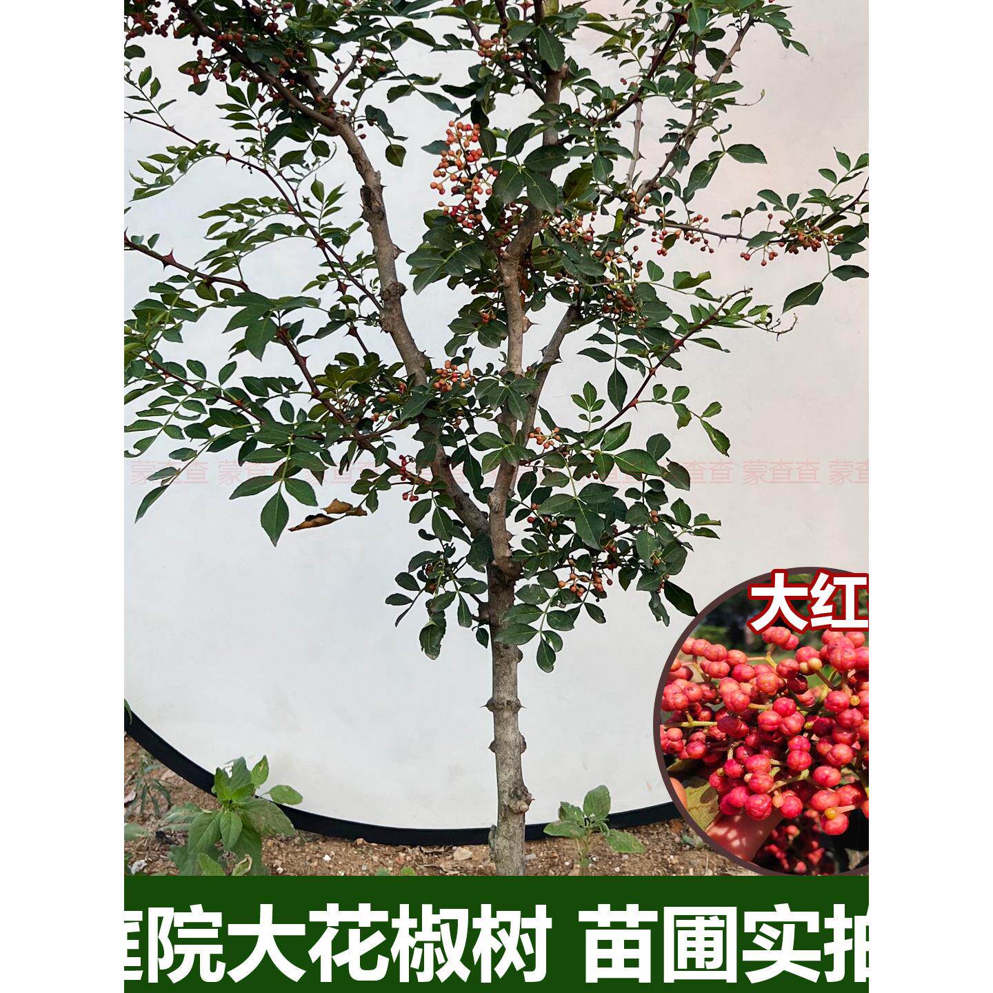 庭院大花椒树苗大红袍花椒树地栽汉源秦安花椒带分支结果多南北方图片