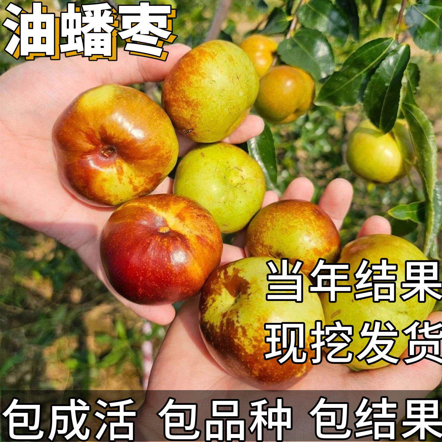 油蟠特大枣树活苗现挖超甜脆超大当年结果大枣盆栽嫁接树苗易成活