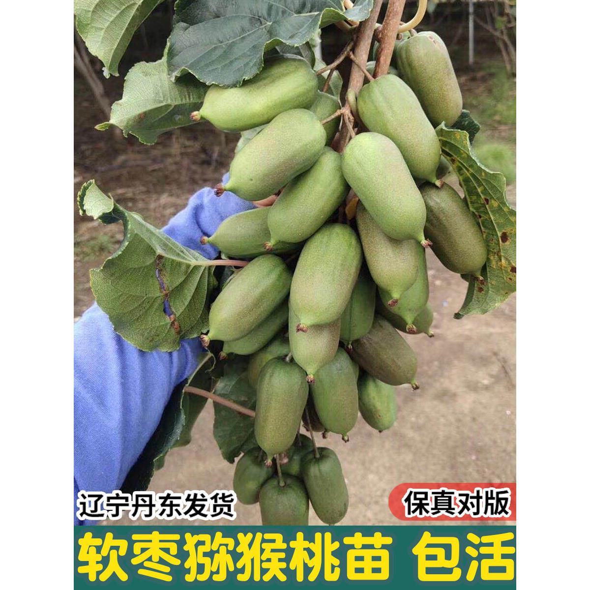 软枣猕猴桃苗果树苗盆栽圆枣狗枣子四季南北方圆枣子丹东龙成海佳