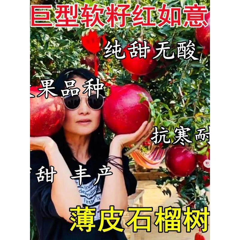 正宗软籽石榴树苗新品种特大无籽超甜南北方种植盆栽地栽耐寒当年