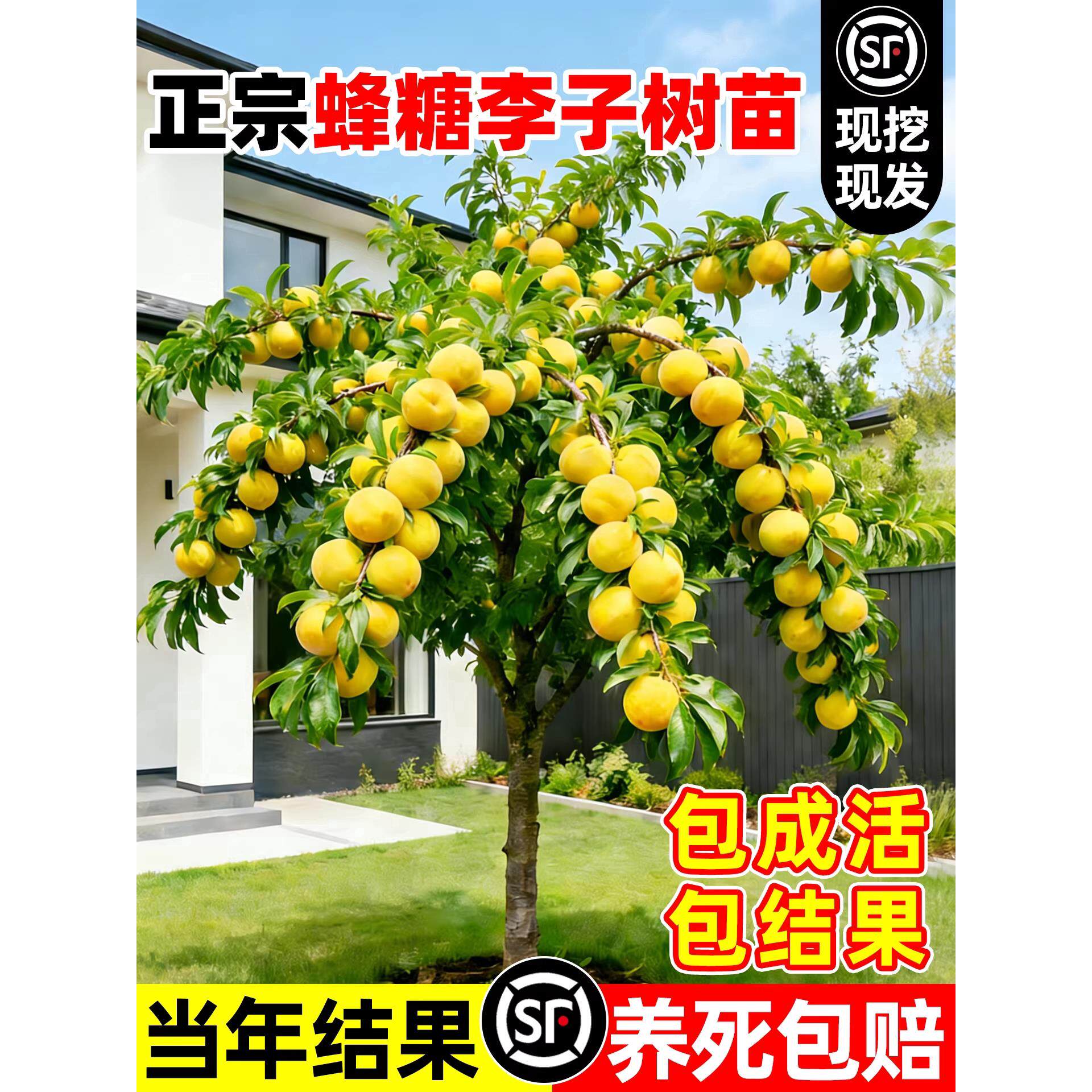 贵州嫁接蜂糖李子树苗脆甜易活