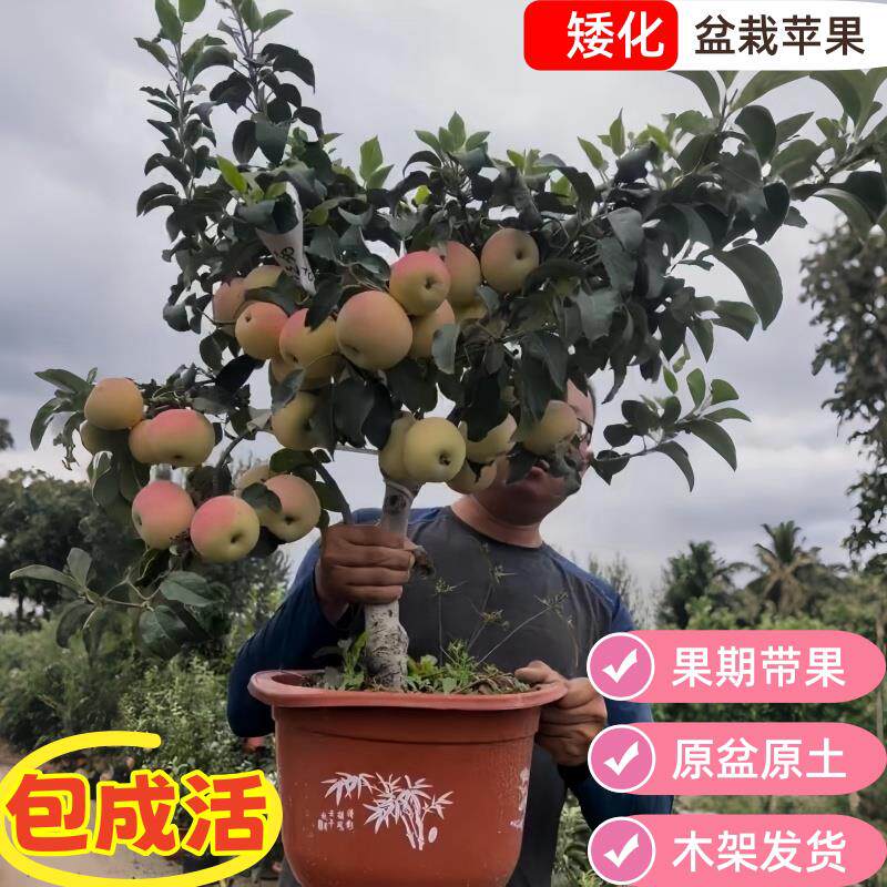 矮化苹果树苗地栽红肉红富士苹果南方北方种植盆栽果树苗当年结果