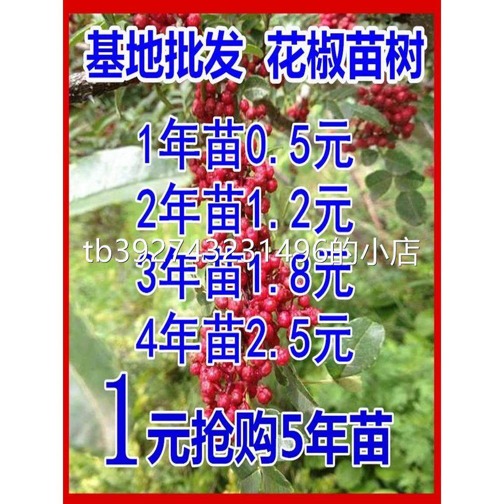 花椒树苗大红袍花椒苗树食用麻椒苗盆栽地栽南方北方种植当年结果图片