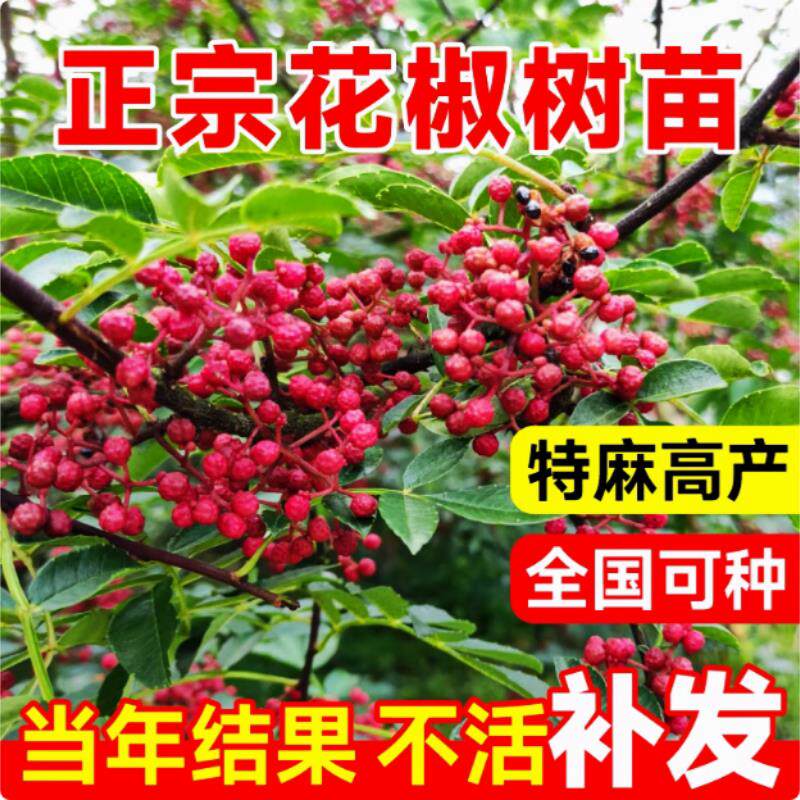 四川大红袍花椒树苗地栽当年结果图片