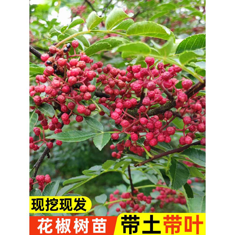 九叶青大红袍花椒树苗当年结果图片