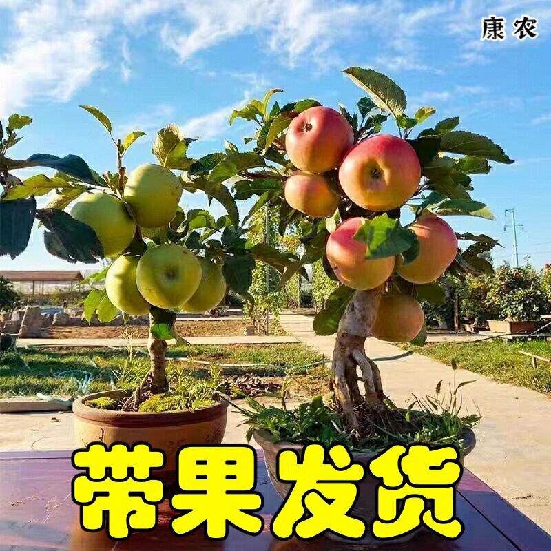 矮化老桩苹果树盆栽矮化苹果树嫁接当年结果果树阳台室内庭院种植图片