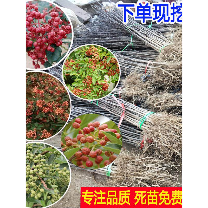 花椒苗树大红袍大苗当年结果北方耐寒冻南方庭院麻椒藤椒盆栽小苗图片