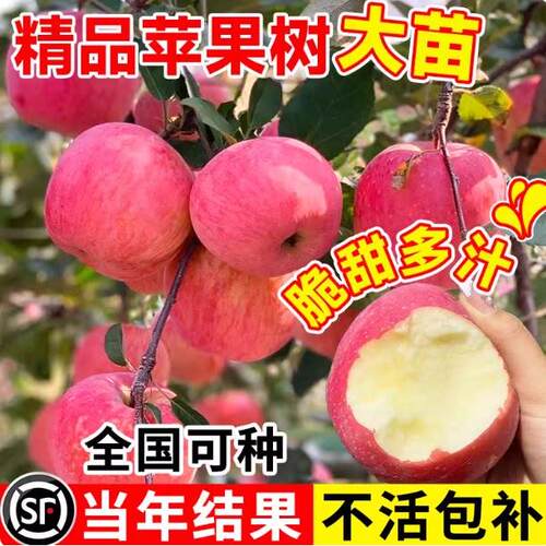 苹果树果苗南方北方种植苹果树苗嫁接红富士冰糖心苹果苗盆栽地栽