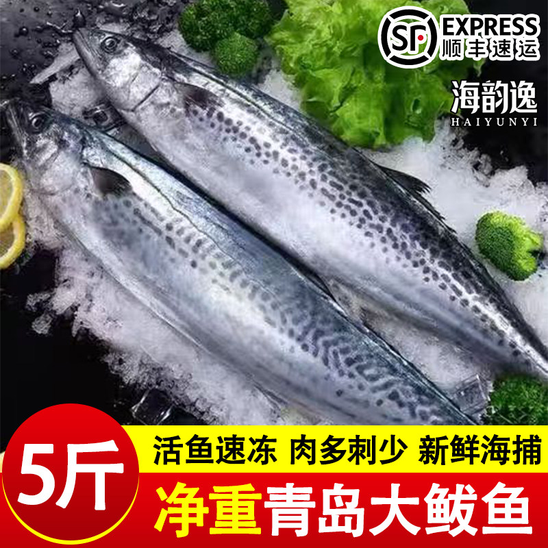 海韵逸青岛鲅鱼鲜活冷冻特大燕鲅马鲛鱼段新鲜鱼类香煎商用批发