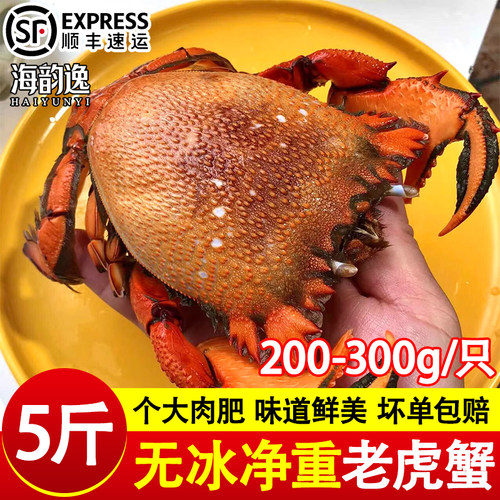 老虎蟹鲜活冷冻贵妃蟹海捕大老虎蟹冰鲜虎头蟹海鲜商用批发顺丰