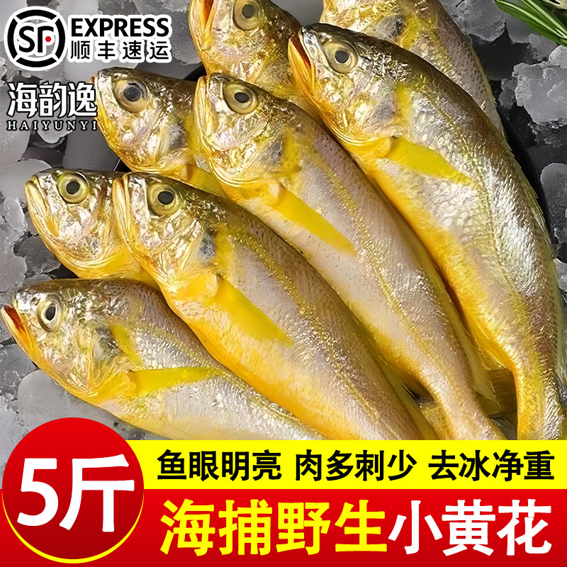海韵逸野生小黄花鱼新鲜冷冻黄姑鱼非去头海鱼特大黄鱼鳖三去海鱼