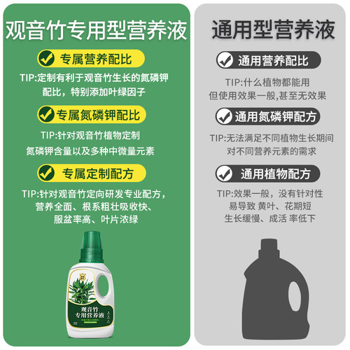 观音竹营养液叶子发黄水培带根营养液专用肥料植物盆栽营养水