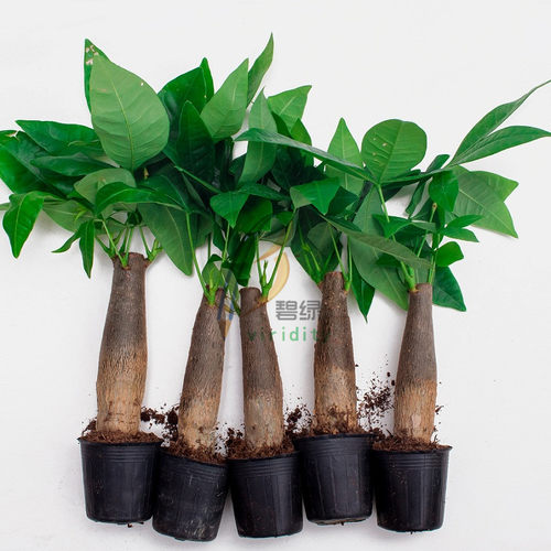 发财树树桩树头树苗室内盆栽大客厅摆件裸根不带盆大棵绿植不含盆