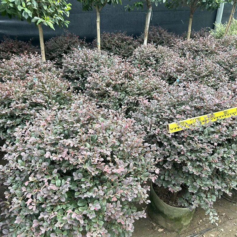 红继木大盆栽户外庭院室外暴晒大绿植红石楠好养园林工程绿化树苗