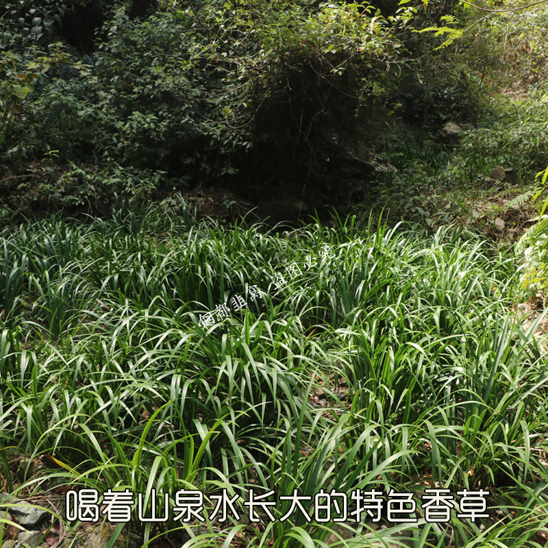 贵州山奈五香草茴香菖蒲随手香室内盆景绿植大料去腥增香草带根
