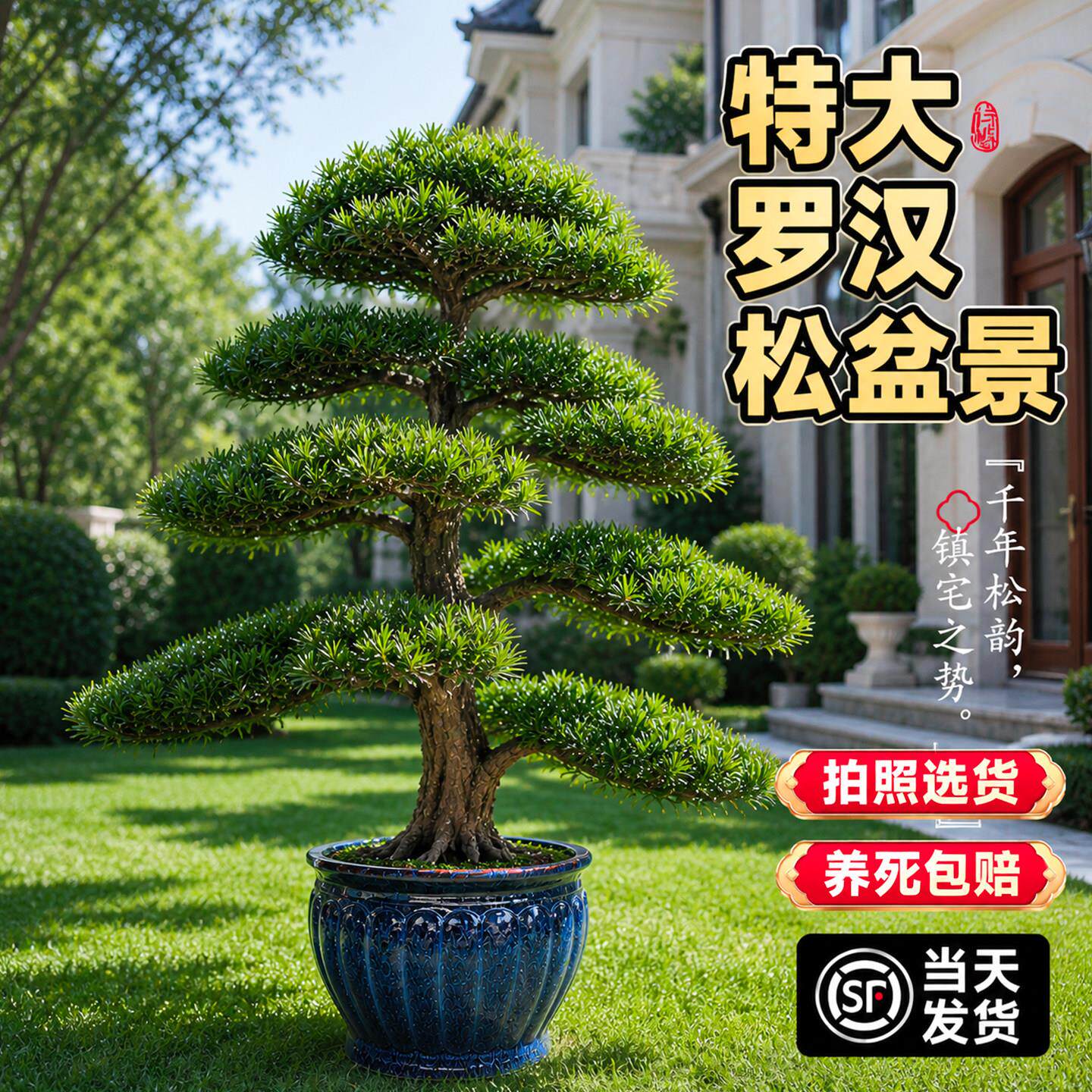 特大罗汉松室真宅风旺水树迎客特大罗汉松树庭院造型内外盆景老桩