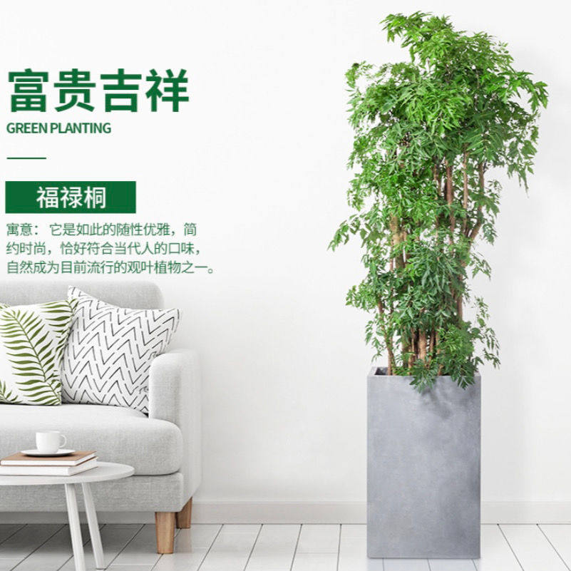 羽叶福禄桐盆栽细叶大型室内盆景名贵金钱兜植物客厅吸除甲醛绿植