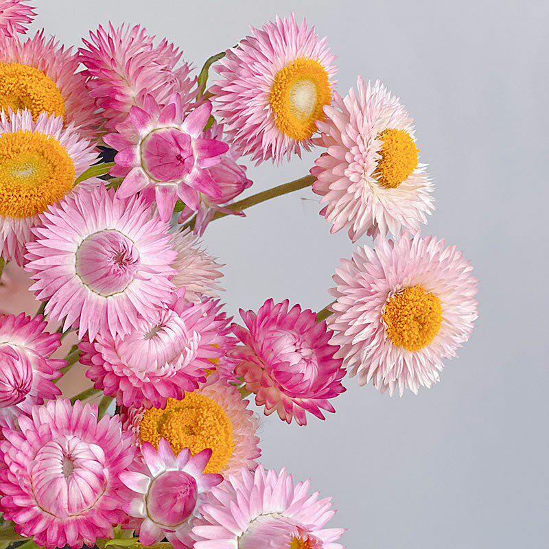 自带油画感香槟色红色粉色麦秆菊鲜花可做干花插花水养云南直发