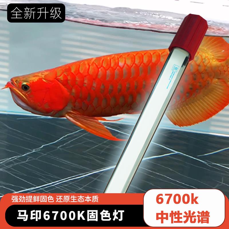 马印鱼缸灯nec6700k龙鱼专用发色灯T5灯管金红龙灯2700k烤色灯