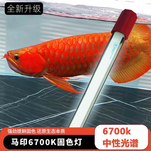 马印鱼缸灯nec6700k龙鱼专用发色灯T5灯管金红龙灯2700k烤色灯