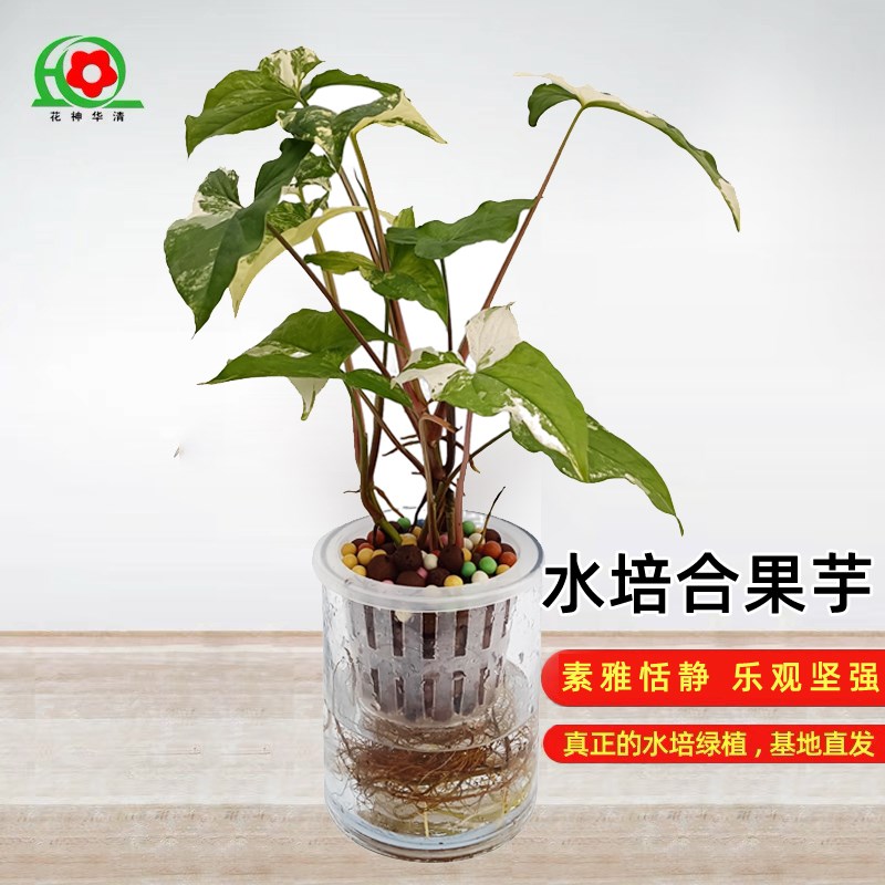 纯水培白锦合果芋水培绿植室内好养水培植物花卉盆栽绿植