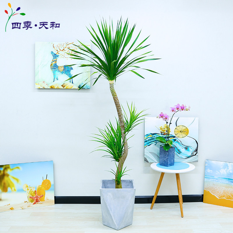 造型龙须树龙血树室内客厅观叶大型盆栽网红绿植物盆长沙本地送货