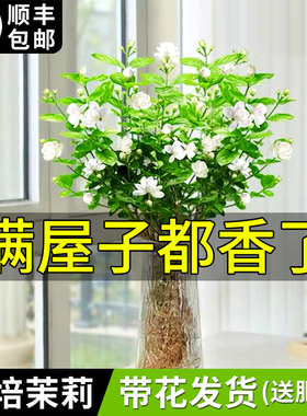 水培植物茉莉花苗盆栽带花苞四季开花室内好养花卉水养九里香绿植