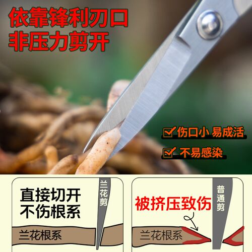 专用不锈钢工具造型盆景修芽剪叶芽剪分苗修剪修枝剪刀兰花兰花剪