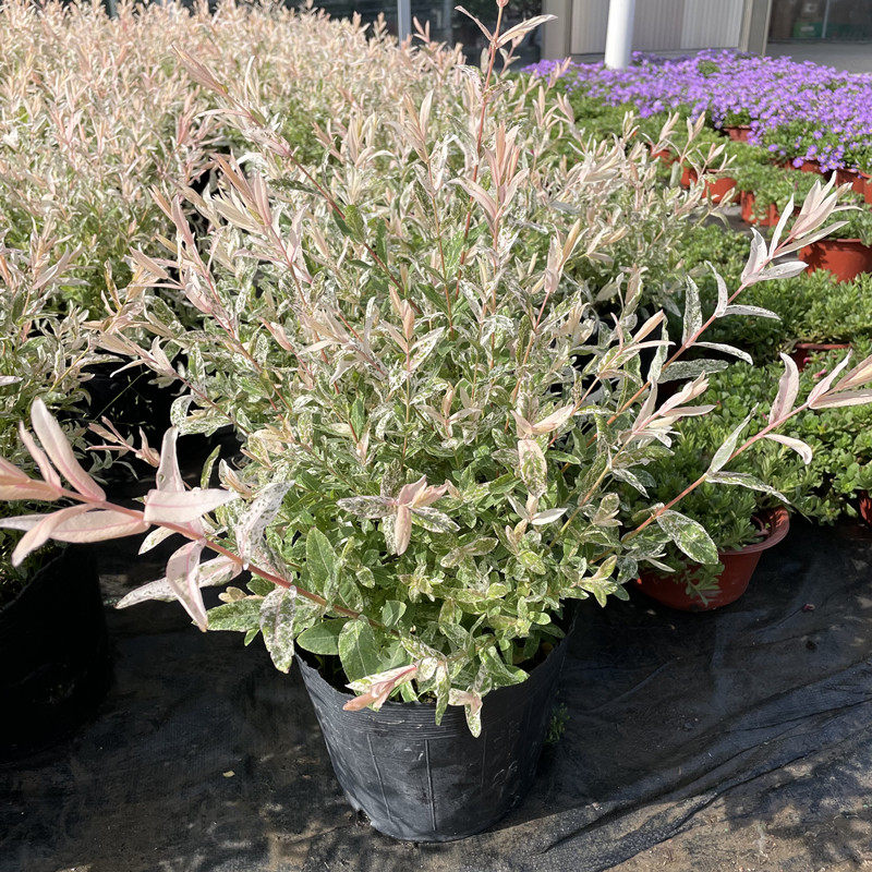 彩叶杞柳盆栽 彩叶柳妃庭院花镜造景多年生灌木植物观叶色彩好看图片