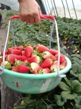 草莓盆不锈钢盆塑料筐提手摘草莓盆夹子适合直径42厘米以下所有盆